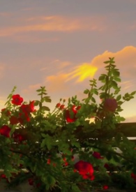 ����ҡ������np���ִ�������Ů��